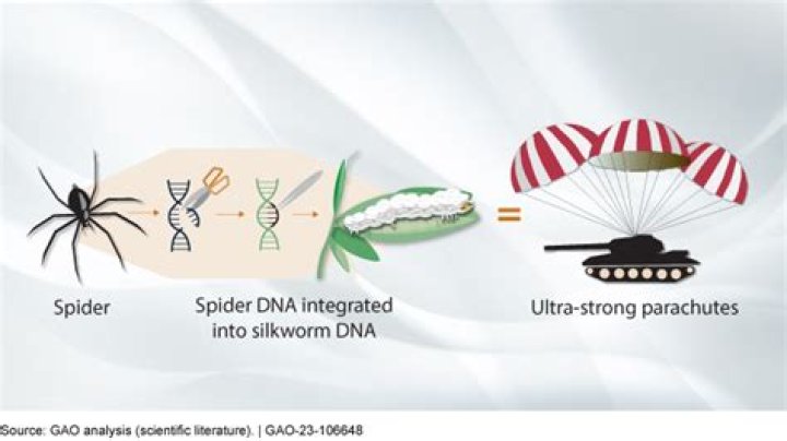 Can Spider DNA mixed with human?