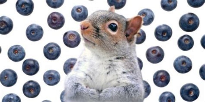 Can squirrels eat blueberries?
