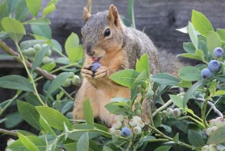 Can squirrels eat dried blueberries?