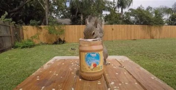 Can squirrels eat peanut butter?