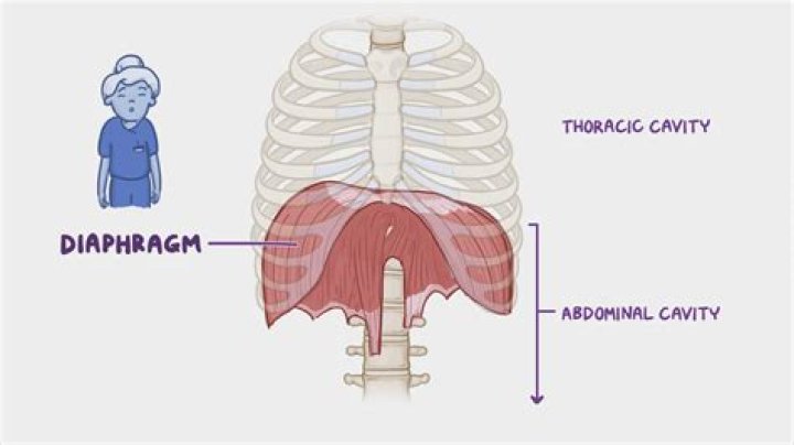 Can the liver affect the diaphragm?