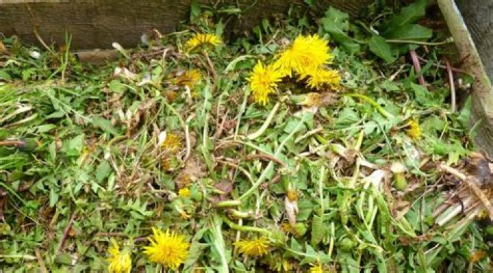 Can weeds be composted?