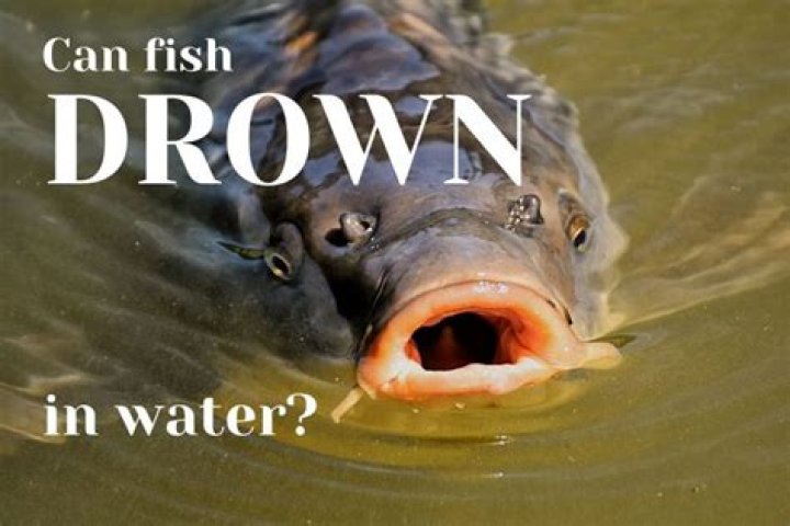 Can you drown fish?