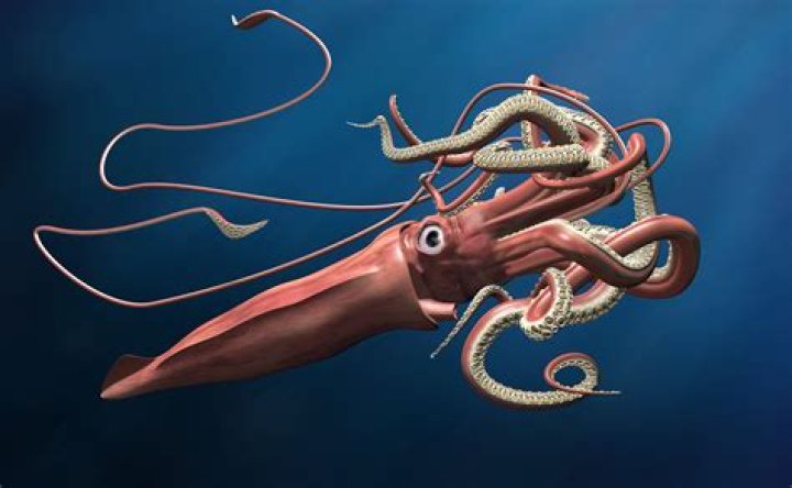 Can you eat colossal squid?