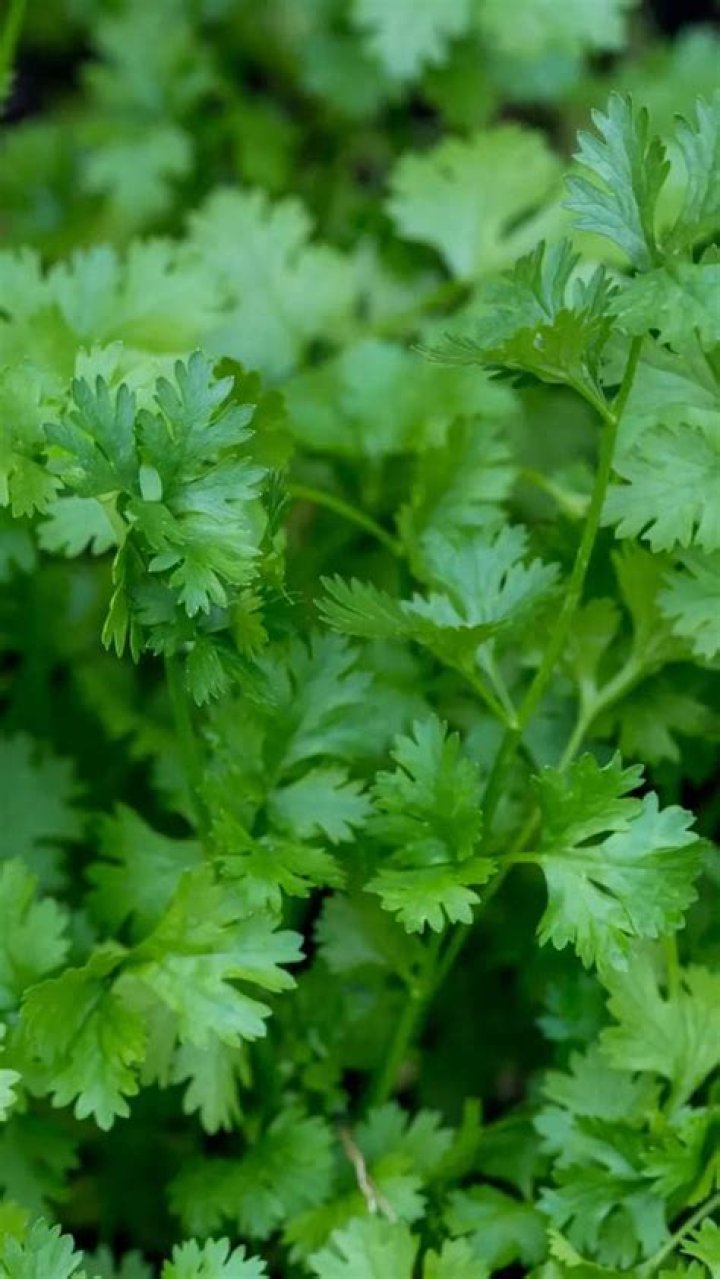 Can you eat dhania leaves?