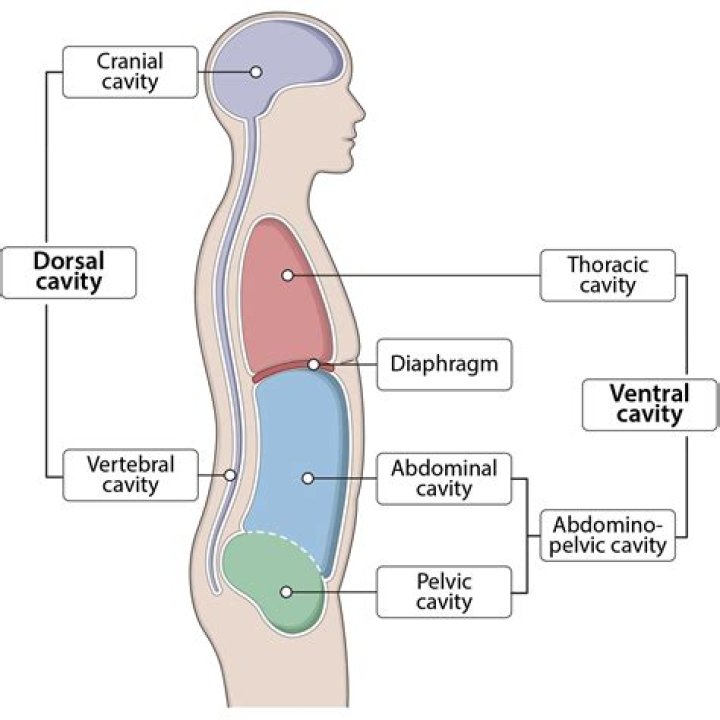 Can you get 8 cavities in 6 months?