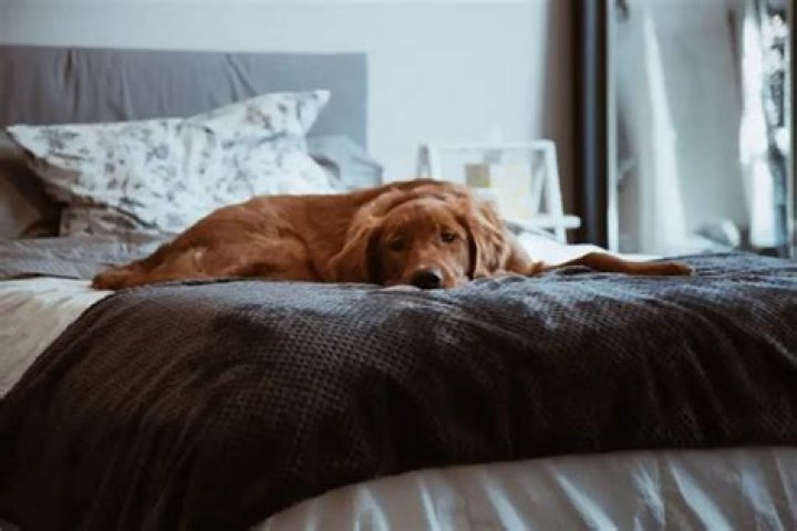 Can you get sick from your dog sleeping in your bed?