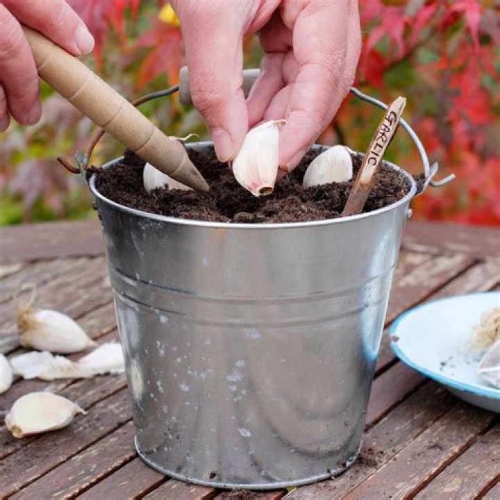 Can you grow garlic in pots?