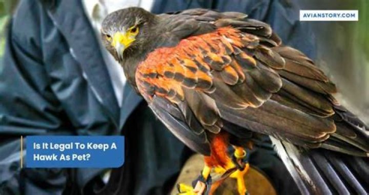 Can you have a hawk as a pet?