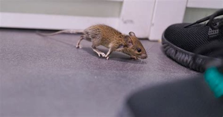 Can you hear mice running on floor?