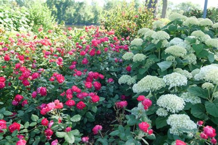 Can you plant roses and hydrangeas together?