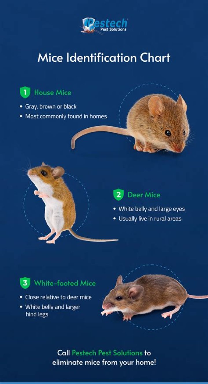 Can you sleep with mice in your room?