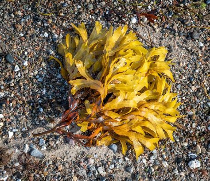 Can you swim with brown algae in pool?