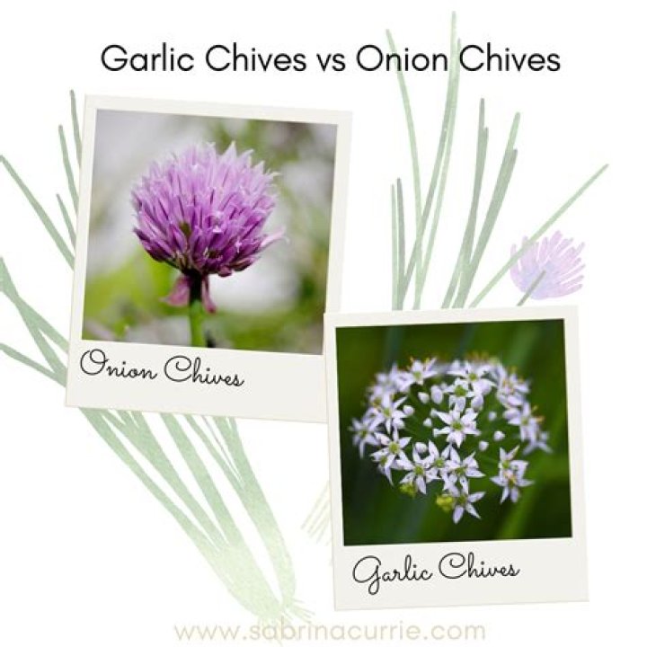 Can you use the purple flowers on chives?