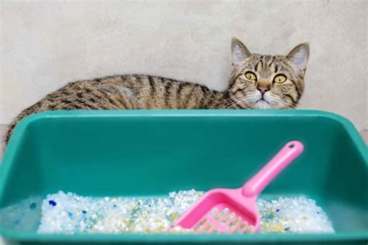 Can you wash and reuse crystal cat litter?