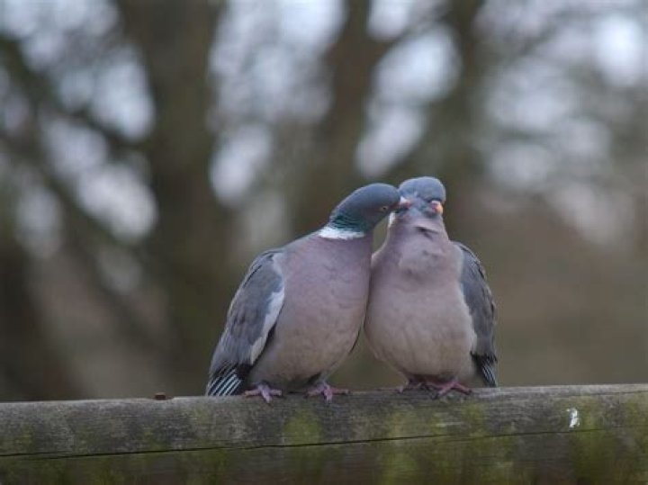 Do all guys close their eyes when kissing?