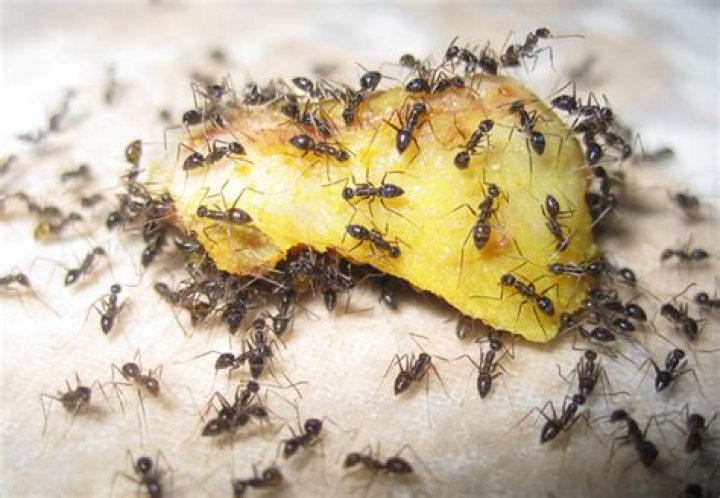 Do ants eat humans?