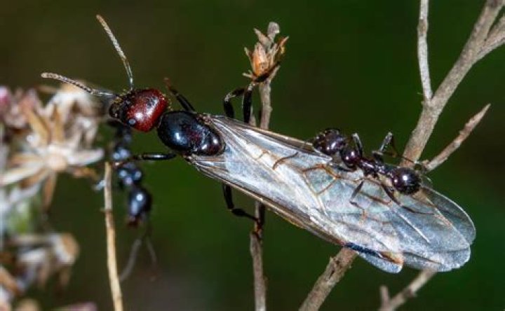 Do ants have voices?