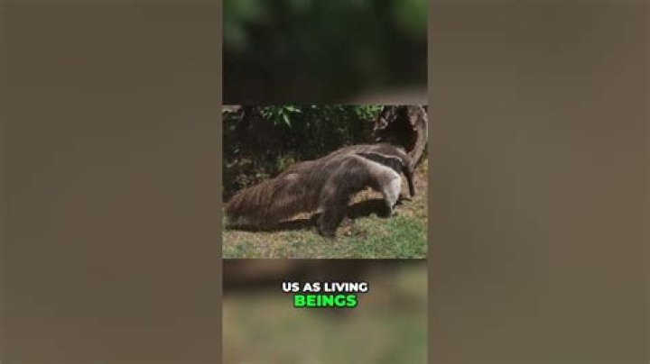 Do ants know we exist?