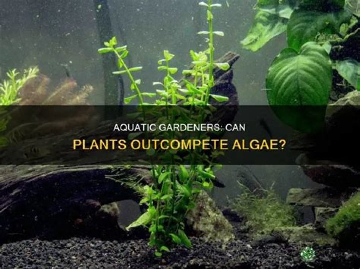 Do aquarium plants prevent algae?
