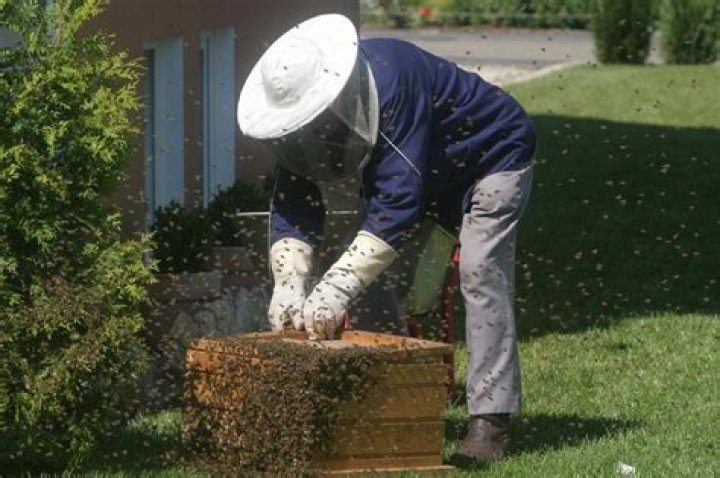 Do beekeepers live longer?