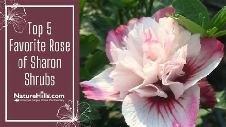 Do birds like Rose of Sharon?
