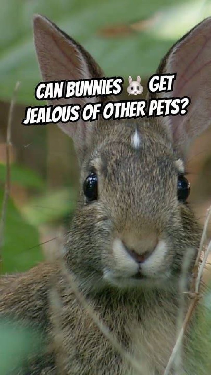 Do bunnies get jealous?