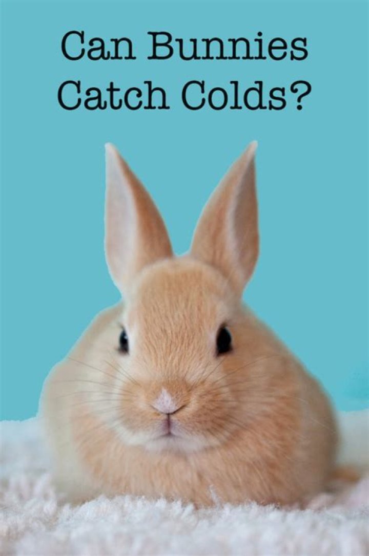 Do bunnies like cold or hot?