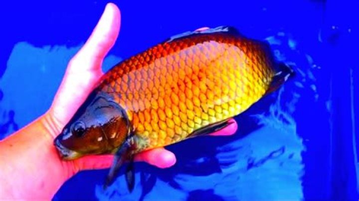 Do carp like chocolate?