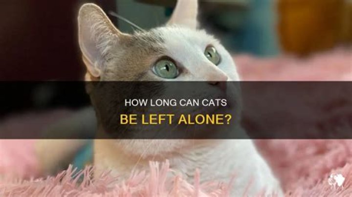 Do cats know how long you are gone?