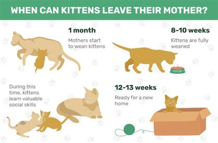 Do cats leave dead animals as presents?