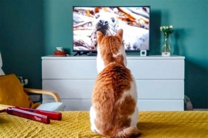 Do cats like watching TV?