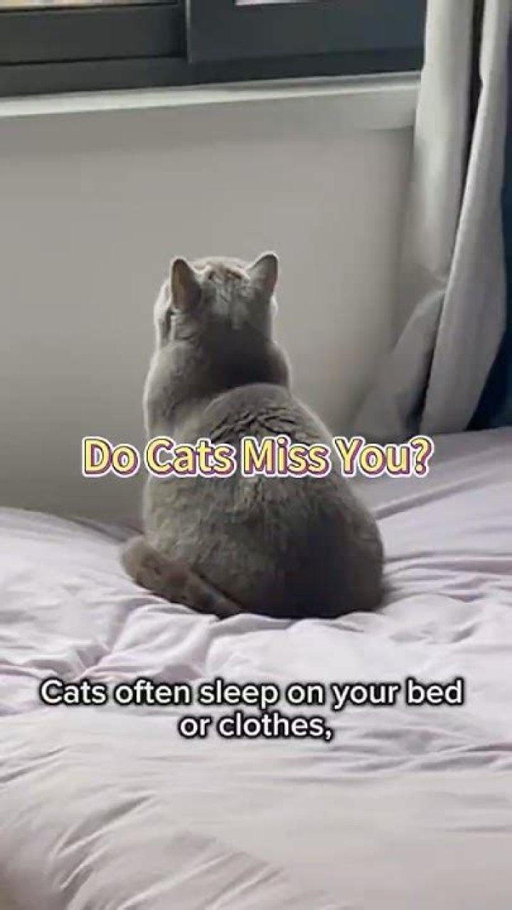 Do cats miss you when you leave?