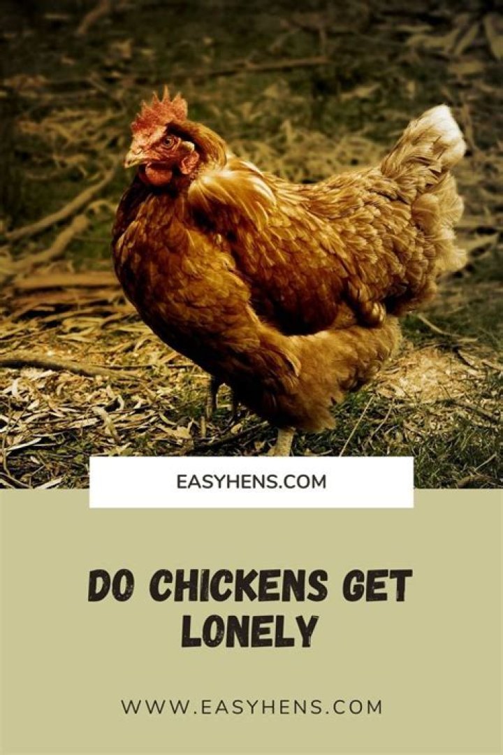 Do chickens get lonely?