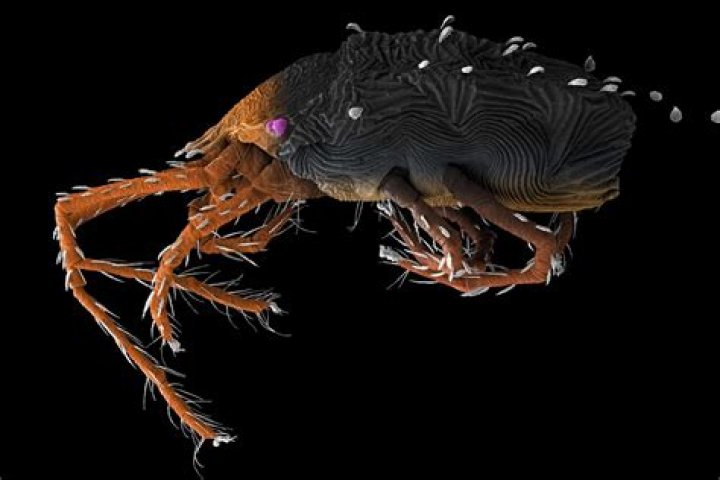 Do clover mites drown?