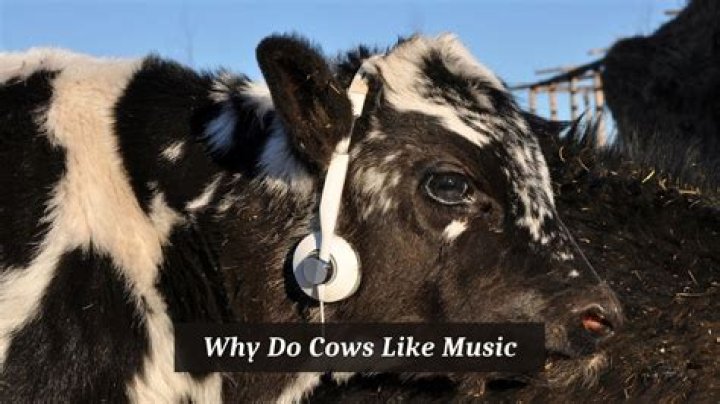 Do cows like listening to music?