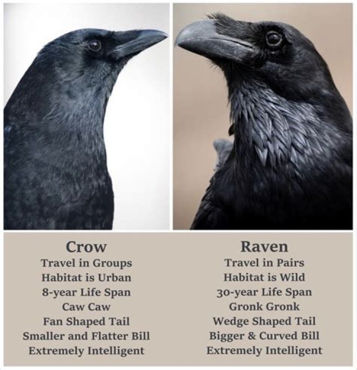 Do crows tongue?