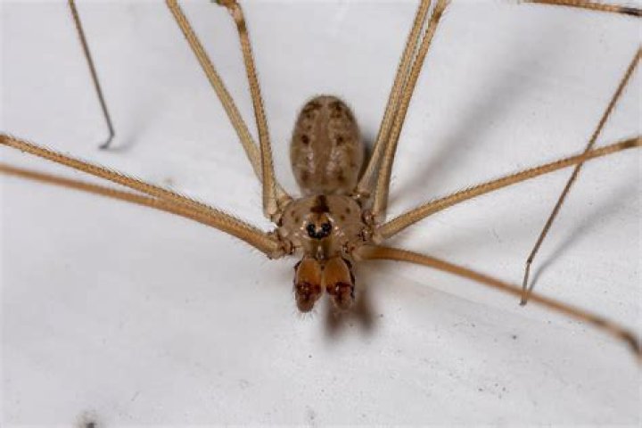 Do Daddy Long Legs eat other spiders?