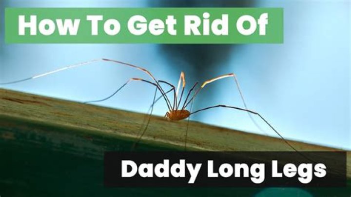 Do Daddy Long Legs only come out at night?