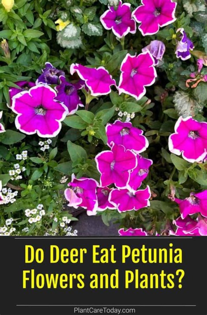 Do deer eat petunias?