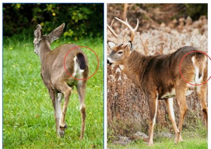 Do deer stay away from gut piles?