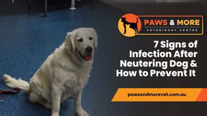 Do dogs get angry after being neutered?