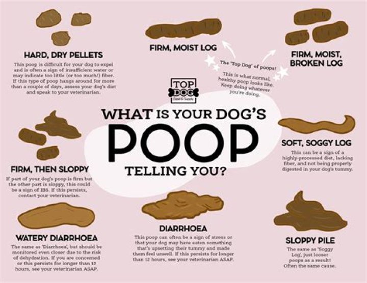 Do dogs get embarrassed when pooping?
