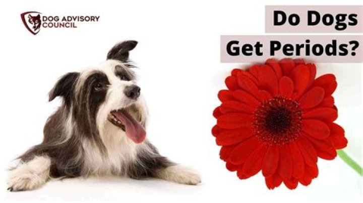 Do dogs get their period?
