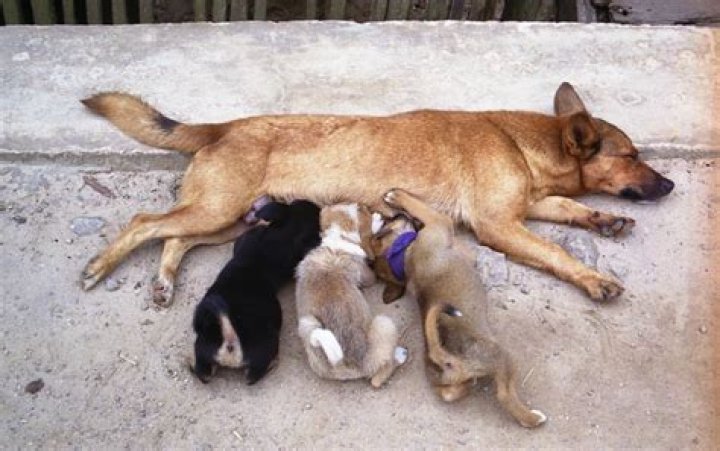 Do dogs know their mom?