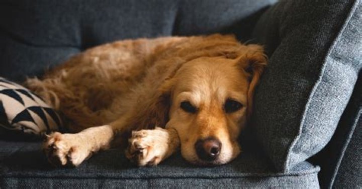 Do dogs sleep better in the dark?