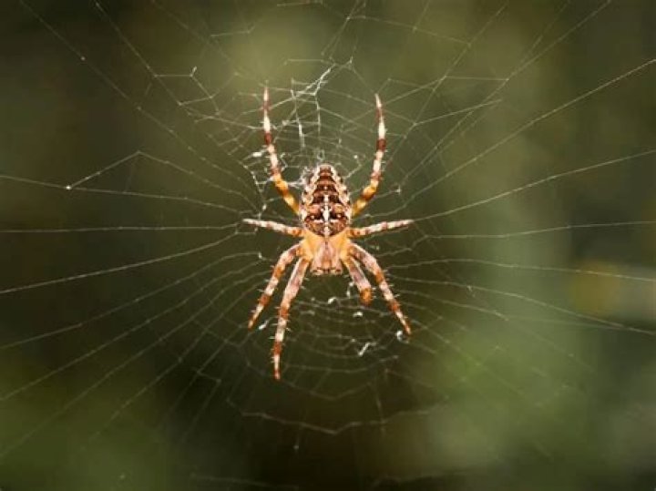 Do dryer sheets repel spiders?