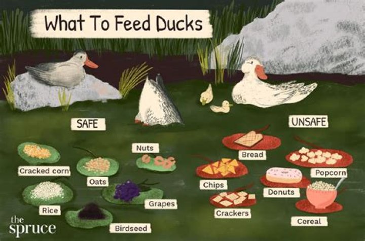 Do ducks like potatoes?
