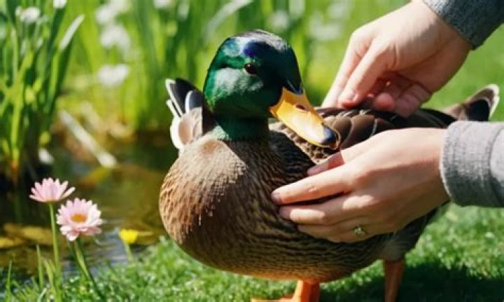 Do ducks like to be pet?