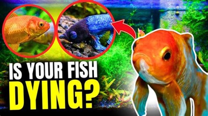 Do fishes get cold?